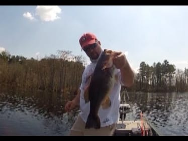Ten Pigs on a Bull Shad
