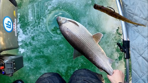 Lake Simcoe First Ice of 2021!! (New Bait)