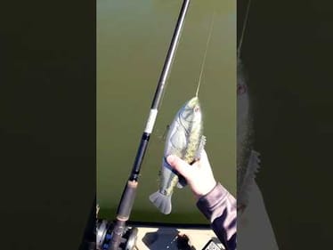 Big Bass Glidebait #shorts #swimbait