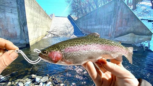 Fishing w/ LIVE Trout for GIANT Fish!!!