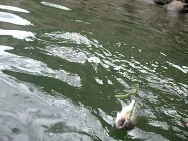 senko bass fishing