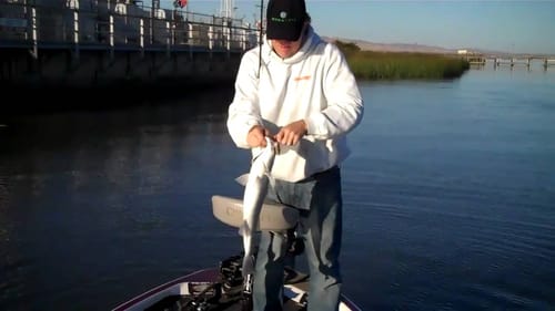Matt Allen catches stripers on a swim jig