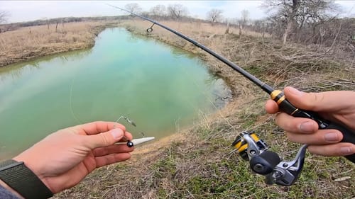 Creek Fishing for White Bass | THEY ARE SPAWNING!