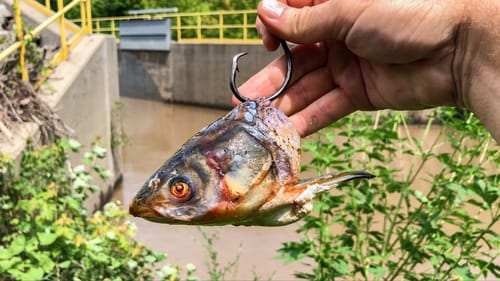I Did NOT Want to Catch This BEAST!!! (New PB!)
