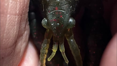 The Bass Fishing Lure That Is About To Go Viral…