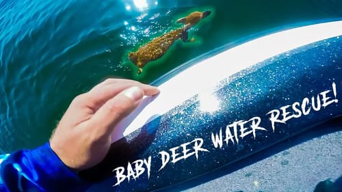 SAVING A BABY DEER FROM DROWNING IN THE LAKE! (Full Rescue Video)