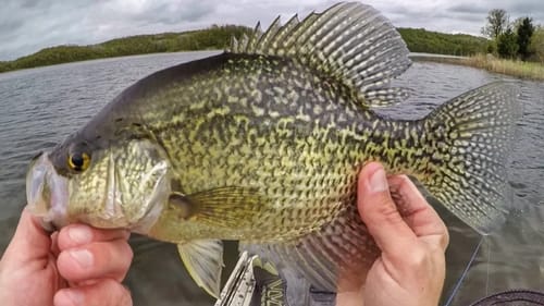Slammin' Spring Crappies