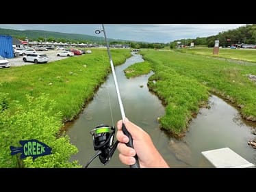 These Bass were so Shallow!