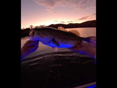 Early Mornings=Big Bass #bassangler #bassfish #bassfishing #azanglers #arizona