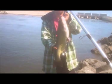Big Catfish at San Luis Reservoir