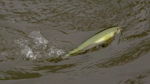 Why Walking Baits Are a Go-To Bass Bait During the Spring