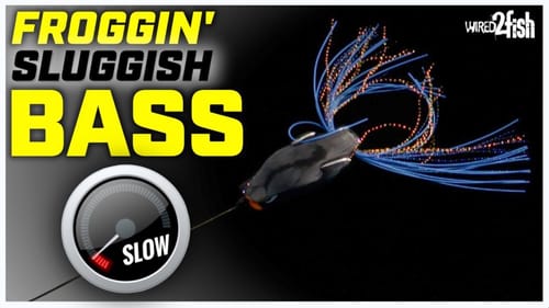 6 Hollow Body Frog Tips for Early Season Bass Fishing