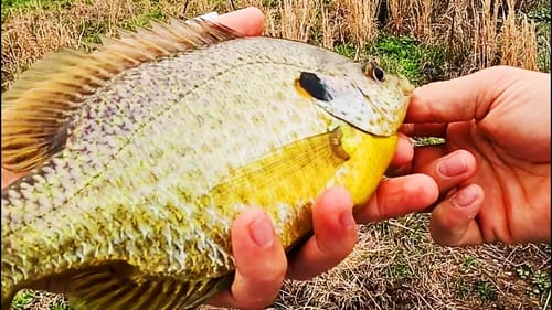 Catching MONSTER BLUEGILL On The FLYROD! (Nymph Flies)
