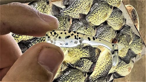 A Tiny Epic Bait | Catch n Cook | Special Guest!