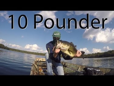 10+ Pound Bass Eats SWIMBAIT!