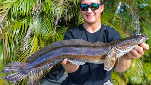 What We Did With These Fish Might Make People Mad
