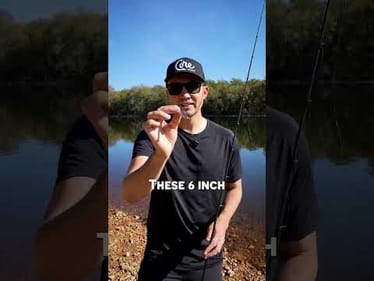 Yamamoto’s 6" Hinge Minnow on a Picasso head nails the pro's pattern all fall and winter.