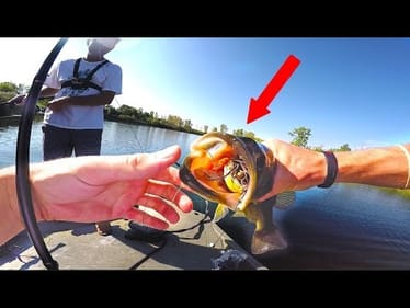 Fish DESTROYS Topwater Frog In Clear Water