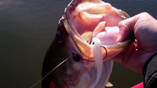 Goby Grub Bass Fishing.