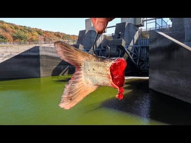 A RARE Catch Beneath this Spillway!!! (SURPRISE Species!)