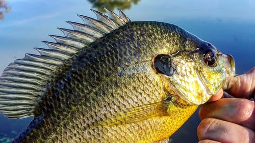 BLUEGILL vs BASS Fishing Challenge!