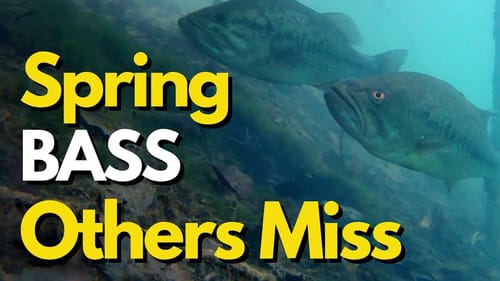 Find Spring Bass Others Didn't Even Know Were There