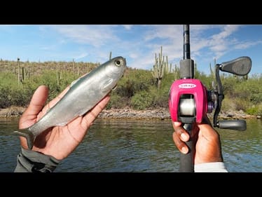 This BIG Topwater Swimbait Made The Fish Go Crazy!