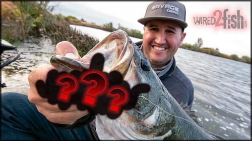 Catching Early Spring Bass Slow Rolling Weedless Swimbaits