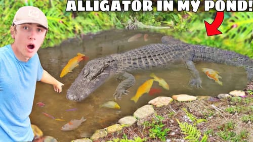 ALLIGATOR Snuck into My POND & ATE My FISH!