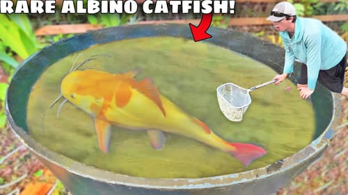 RARE $2,000 Albino Catfish CAUGHT in the WILD!