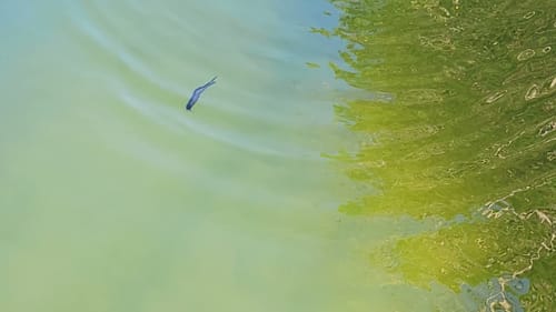 Swimbait Review: 86 Baits Doomrider Glide