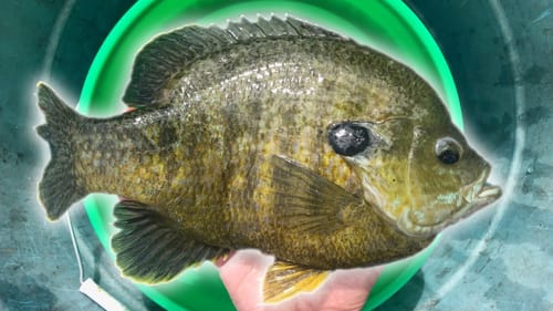 MONSTER BLUEGILL FISHING in CLEAR WATER!!!