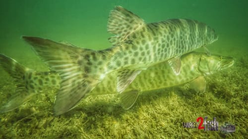 Underwater Video of Musky Spawning Behavior