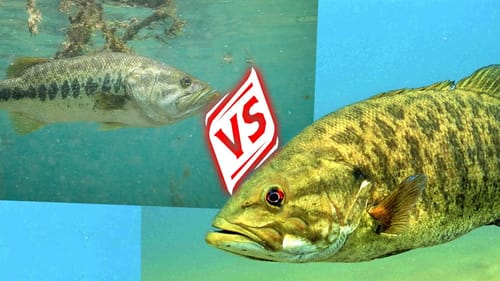 Smallmouth VS Largemouth Bass Deep Cranking