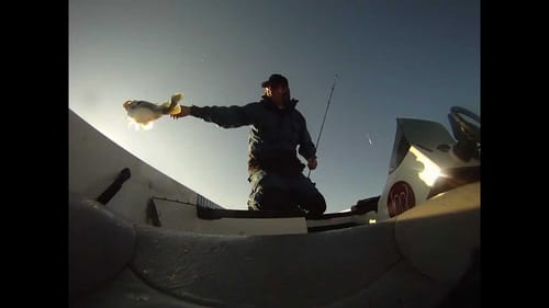 Epic Fall Swimbait Fishing!