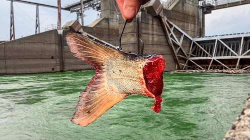 The BIGGEST Fish I've EVER Caught!!! (New PB x2!)