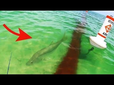 Dropping a bait on a BEACH MONSTER at my FEET!!