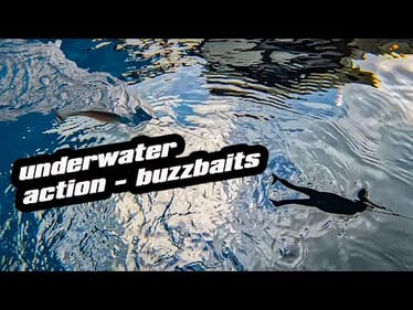 Pool Series | Underwater | Buzz Baits