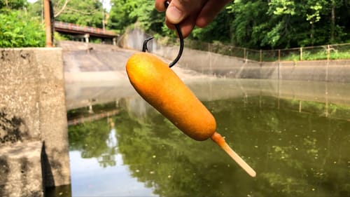 I Could NOT Believe what Ate the CORNDOG!!! (INSANE Catch!)