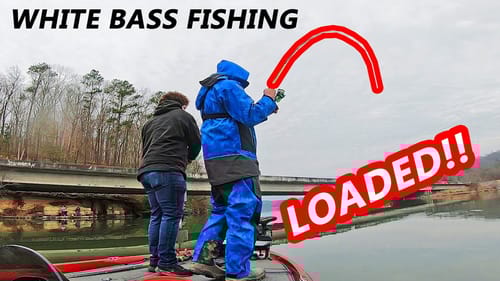 WHITE BASS Fishing with LIVESCOPE! (BIG WHITE BASS)