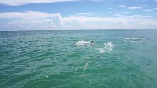 Giant Tarpon Madness