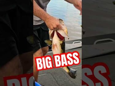 Big Bass MLF Toyota Series Lake Okeechobee #short #bassfishing #bigbass
