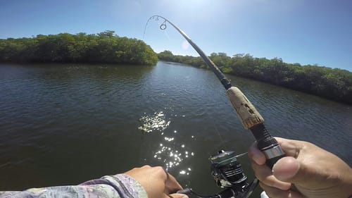 My Strangest Catch so Far