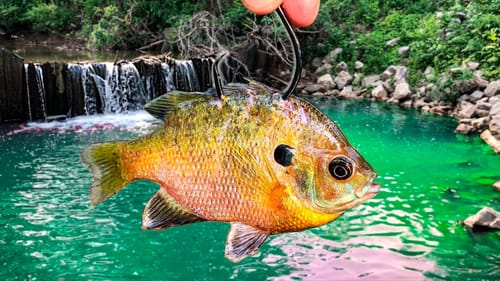 I Caught The KING of the SPILLWAY!!! (Surprise Catch!)