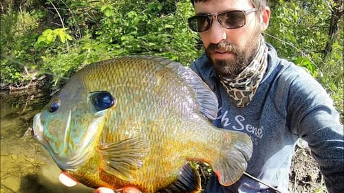 Fishing for HUGE BLUEGILL in CRYSTAL CLEAR WATER!! (INSANE)