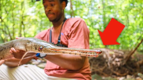 Rescuing DYING Fish From Tiny Puddle ***CRAZY***