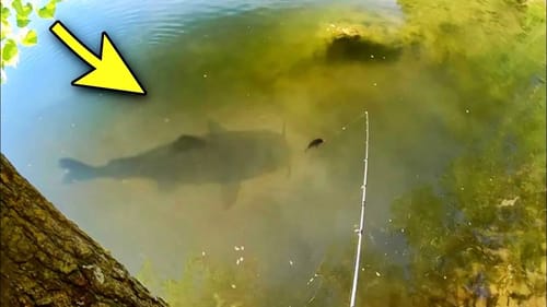 It’s LOOKING FOR MY BAIT!!! (MONSTER)