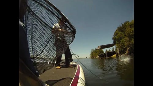Monster CA Delta Bass!