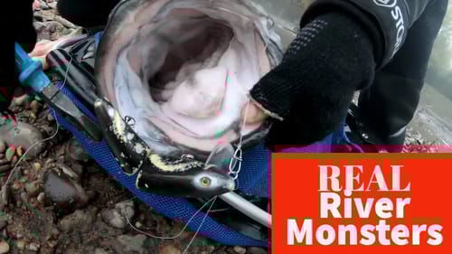 The Hunt for a Meter Long Murray Cod! Big Cod Dreams - Episode 13