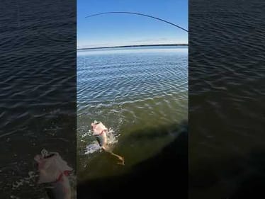 Jackhammering those Jaws 💀